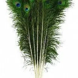 buyeasy Pack of 10 Decorative Feathers-picture-13