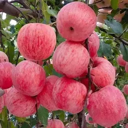 ibains Apple Plant-picture-13