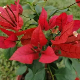 florafusion Bougainvillea Plant image 3