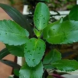 cloud farm Bryophyllum Pinnatum/Patharchatta Plant image 2