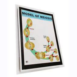 melody's Model of Meiosis Size A4 Biology Working Science Project Model. image 4