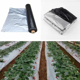 lokesh Mulching Film 25 Micron 3.25 feet Black/Silver Length 400meter(9 kg) Garden Mulch-picture-10