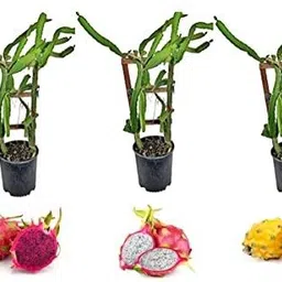 aquinnahgaden Dragon Tree-picture-27