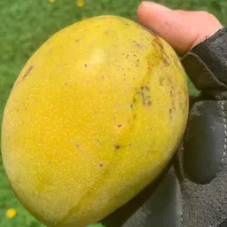 breezy blooms Mango Plant-picture-28