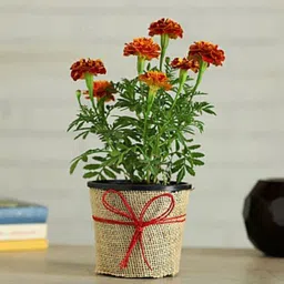 Red Merigold Flower 26 Seed-image-1
