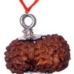 jewelswonder 100 % Original & Natural Thirteen Face /13 Mukhi Rudraksha With JGL Lab Certified Wood image 2