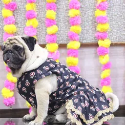 baeship studio Dress for Dog-picture-13