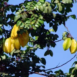 afartiobina Star Fruit Carambola Grafted Plant-picture-22