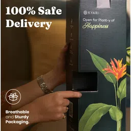 kyari Broken Heart With Aura Pot- Jet-Black image 5