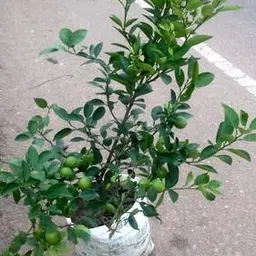 aposoluard Lemon Plant image 2