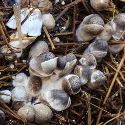monday square Paddy Straw Mushroom Spawn/Seeds 1Kg (Volvariella volvacea) Seed image 1
