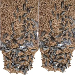 algo Quality kangni Seed Bird Food Foxtail Millet Seeds for Birds Fruit 4 kg Dry Adult Bird Food image 3