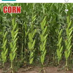 krishnasheeds Neo Seed HYBRID 250 Pk Makka Seed-picture-19