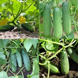 ibains Cucumber seeds hybrid Kakari sosa seeds pack of 46 Seed-picture-37