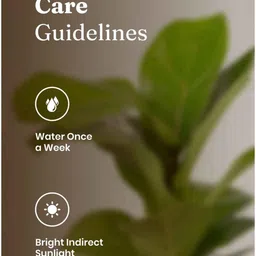 kyari Ficus Lareta/Fiddle Fig Plant With Self Wateringing 4Inch Pot- Green image 5