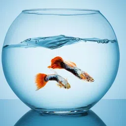 Glass Fish Tank for Small Betta Fish & Plants tank_0010i(10 INCH) Round Ends Aquarium Tank-image-27