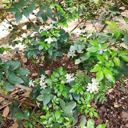 breezy blooms Madhu Kamini Plant-picture-34