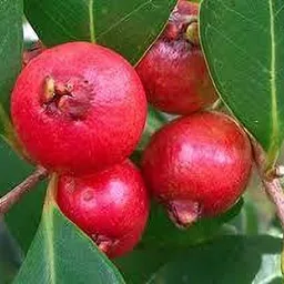 hybrid strawberry guava Guava Plant-picture-25