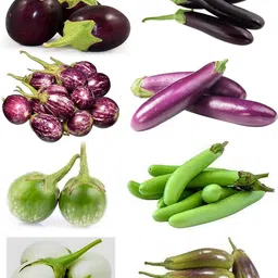 qualtivate HUA-2A Combo of 8 Variety of Brinjal Seeds Seed-picture-14