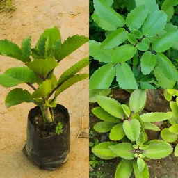 cloud farm Bryophyllum Pinnatum/Patharchatta Plant-picture-11