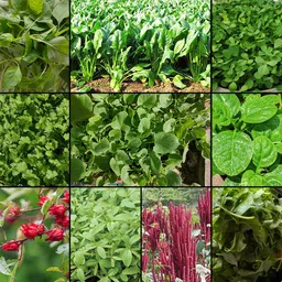 gudapati Leafy Greens & Herbs Combo Seeds 10g Each | 2000+ Seeds | Home Garden Pack Seed image 1