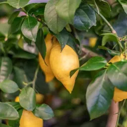 afartiobina Lemon Plant-picture-11