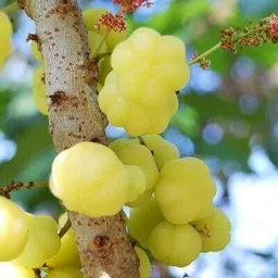 greenhousestore Amla Plant image 3