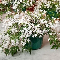 cloud farm Jasmine Plant-picture-27