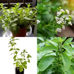 sbains Meethi tulsi live plant seeds no of seeds 24 Seed image 3