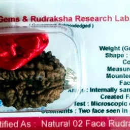 robin collection 2 Mukhi Genuine Nepali Rudraksha Two Faced Rudraksh Sterling Silver Beads Wood image 2