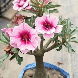 greenbazar Adenium Plant, Desert plant-picture-43