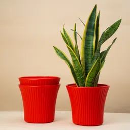 mrida and maati 8 Inch Pots | Pack of 3 | Indoor and Outdoor Flower Pot for Home/Office Plant Container Set-picture-42