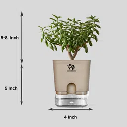 surekha agro products Jade Plant image 2