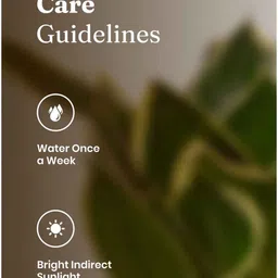 kyari Sansevieria Golden Hahnii Snake Plant With Self Watering Pot- Black image 5