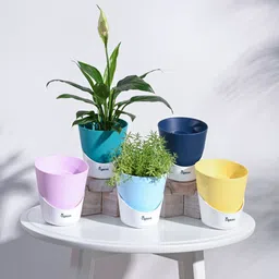 Atlantis Self Watering Multicolour Planter - 4 Inch (Set of 5) Plant Container Set-image-89