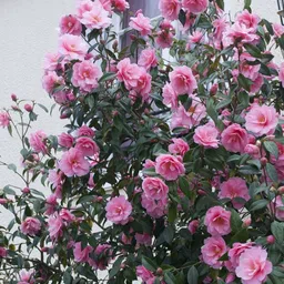 greenhousestore Rose Plant-picture-11