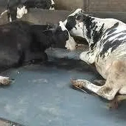 noroix Easy Clean Raised Edges Waterproof Animal Feeding Mat Cow, Dog, Guinea Pig, Hamster, Miniature Pig Pet Mat image 2