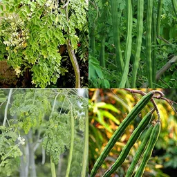 ibains Drumstick seeds for gardening pack of 15 Seed image 4