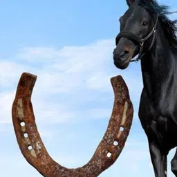 anvika 10 Year's Of Black Horse Naal / Black Horse Shoe / 100% Real Kaale Ghode Ki Naal Iron Yantra-picture-11