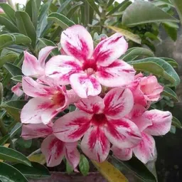 breezy blooms Adenium Plant-picture-10
