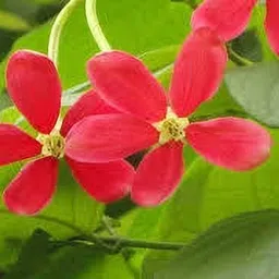 bakuchi Madhumalti/Rangoon Creeper-picture-26