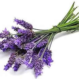 vy vedayug Lavender Flowers, Dried, Raw from France, All Natural, Fresh Fragrance image 2