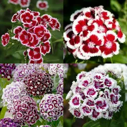 ibains Sweet william hybrid seeds no of seeds 24 Seed-picture-27