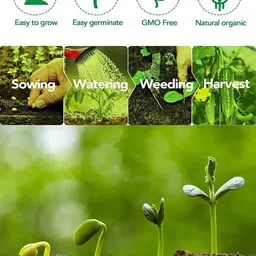 cybexis Cucumber Seeds Outdoor Gardening Courtyard2000 Seeds Seed image 2