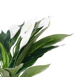 Pure Home and Living Green Artificial Plants With Pots image 5