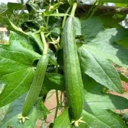 knessin (BIO) Dark Green Turai for Home & Terrace Gardening (100 Seeds) Seed-picture-17