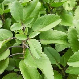 cloud farm Bryophyllum Pinnatum/Patharchatta Plant image 2