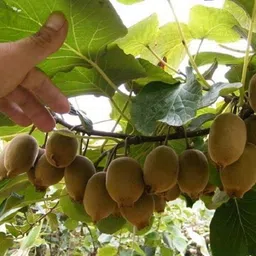 laughearth Kiwi Plant-picture-18