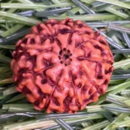 beautum Indonesian 9 mukhi original certified rudraksha with capping Wood Pendant image 3