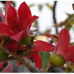 garden craft Semal Seed, Silk Cotton Tree Seed, Bombax Ceiba Seed Seed image 1